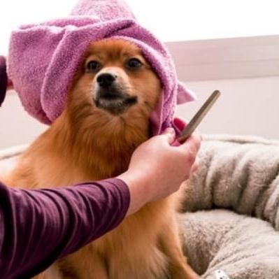 Hondentrimmer in Huizen