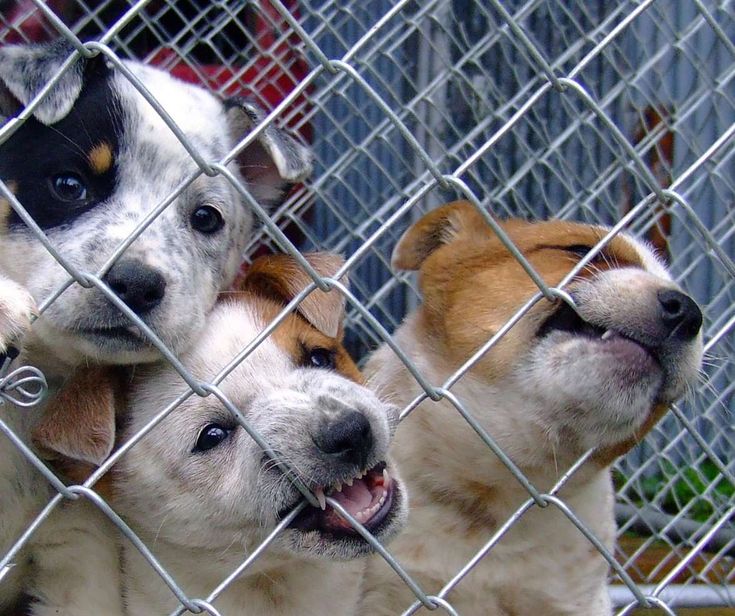 Hondenfokker in Huizen